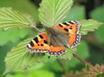 SX16192 Small Tortoiseshell (Nymphalis urticae).jpg